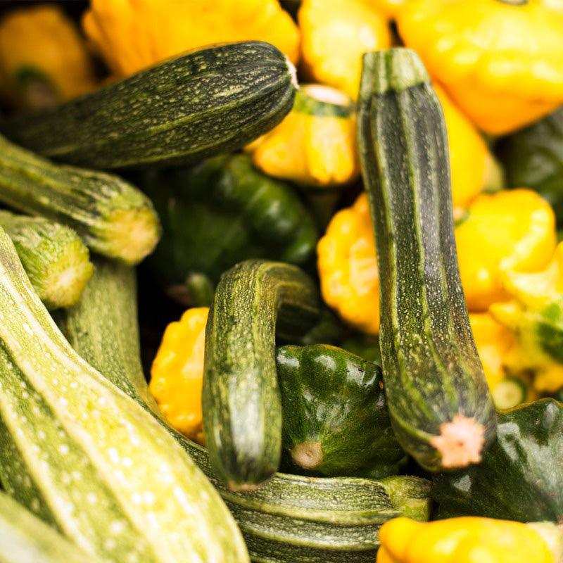 Melody Mix Summer Squash Seeds San Diego Seed Company