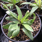 Organic Echinacea Angustifolia (1 Gallon) Grow Organic