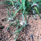 Organic Egyptian Walking Onion Grow Organic