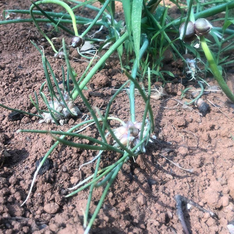 Organic Egyptian Walking Onion Grow Organic