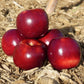 Empire Apple Tree Grow Organic