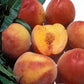 Eva's Pride Peach Tree Grow Organic