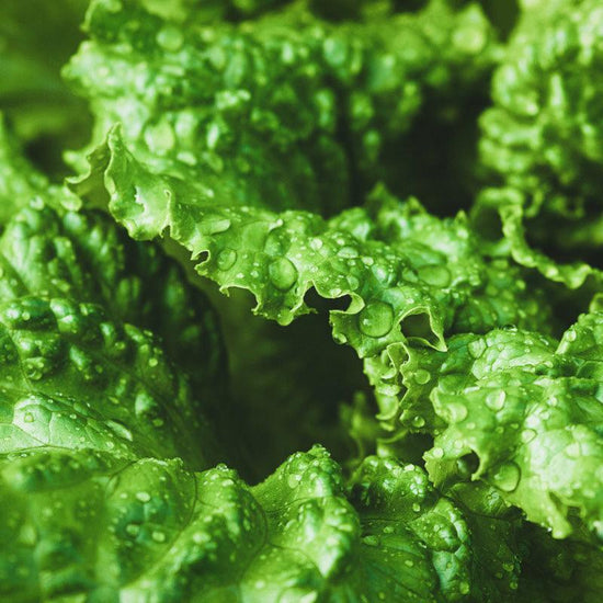 Organic Black Seeded Simpson Lettuce Seeds San Diego Seed Company