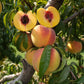 Fairtime Peach Tree Grow Organic