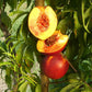 Fantasia Nectarine Tree Semi-Dwarf BareRoot Grow Organic