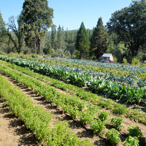 Farm Thumbnail