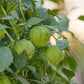 Verde Tomatillo Seeds (Organic) Peaceful Valley