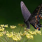 Smokey Bronze Fennel Renee's Garden