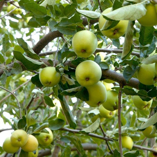 Green apples hanging from tree branches with green leaves in a natural outdoor setting.
