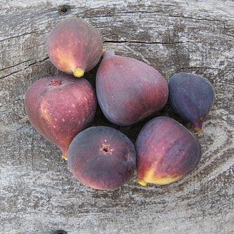 Black Jack fig tree product image