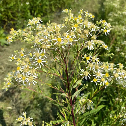 Flat Topped Aster Seeds (Organic) Hudson Valley Seed Company