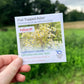Flat Topped Aster Seeds (Organic) Hudson Valley Seed Company
