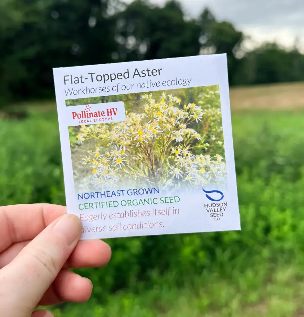 Flat Topped Aster Seeds (Organic) Hudson Valley Seed Company