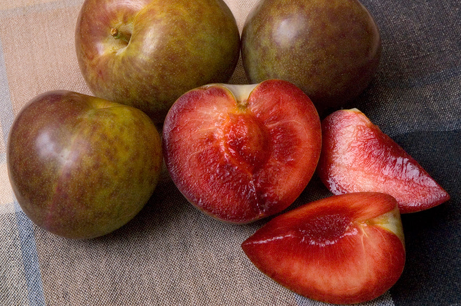 "Constant Harvest" Pluot 4 on 1 Multi Grafted Fruit Tree Grow Organic