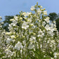Foxglove Beardtongue Seeds (Organic) Hudson Valley Seed Company