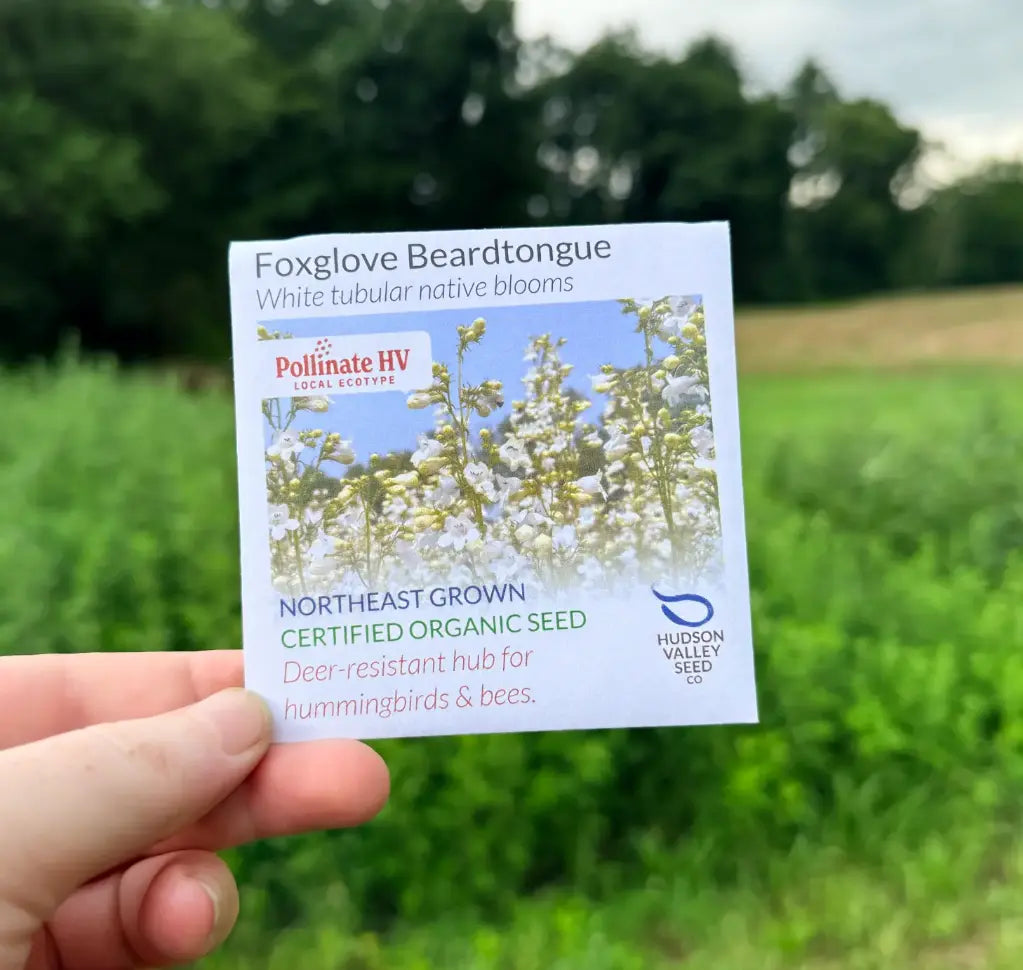 Foxglove Beardtongue Seeds (Organic) Hudson Valley Seed Company
