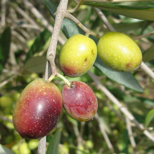 Green and purple olives ripening on a branch