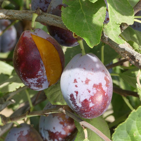 French Improved Prune Tree Grow Organic
