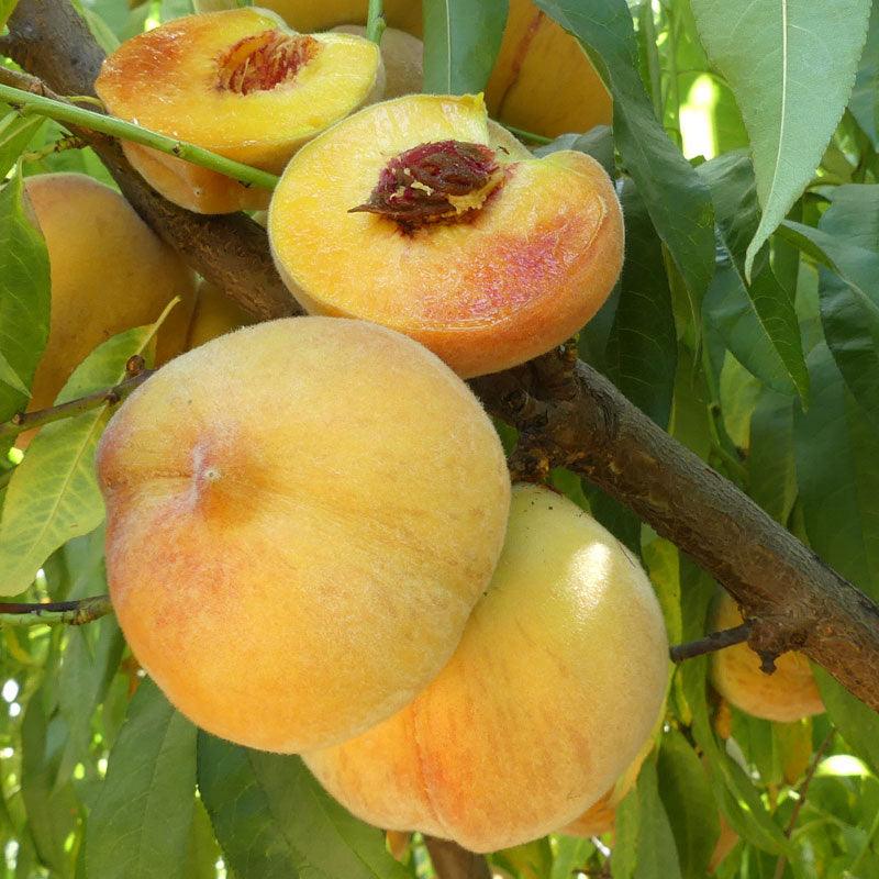 Frost Peach Tree Grow Organic
