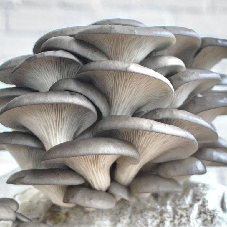 Organic Blue Oyster Mushroom Fruiting Block North Spore