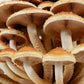 Organic Chestnut Mushroom Grow Kit Fruiting Block North Spore