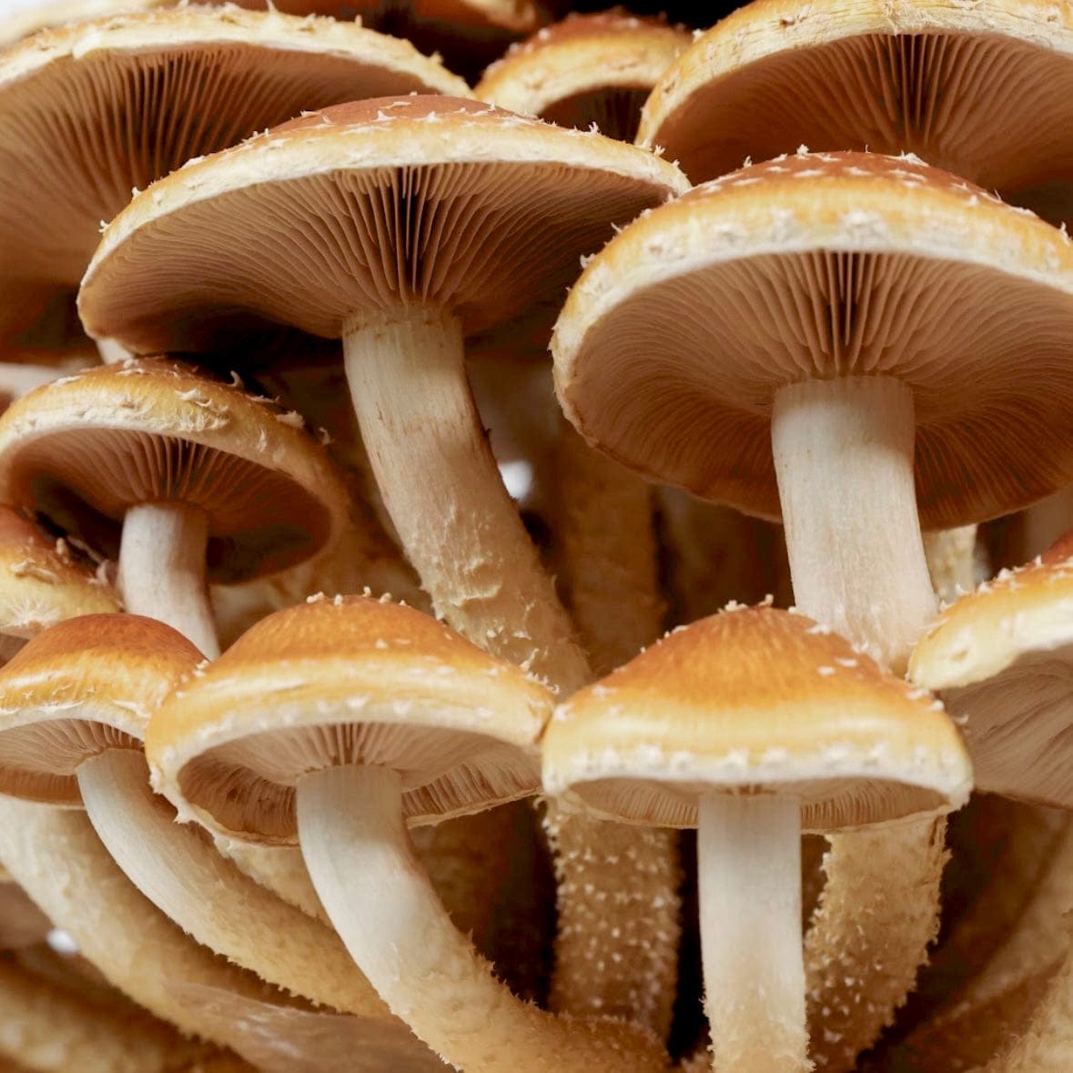 Organic Chestnut Mushroom Grow Kit Fruiting Block North Spore
