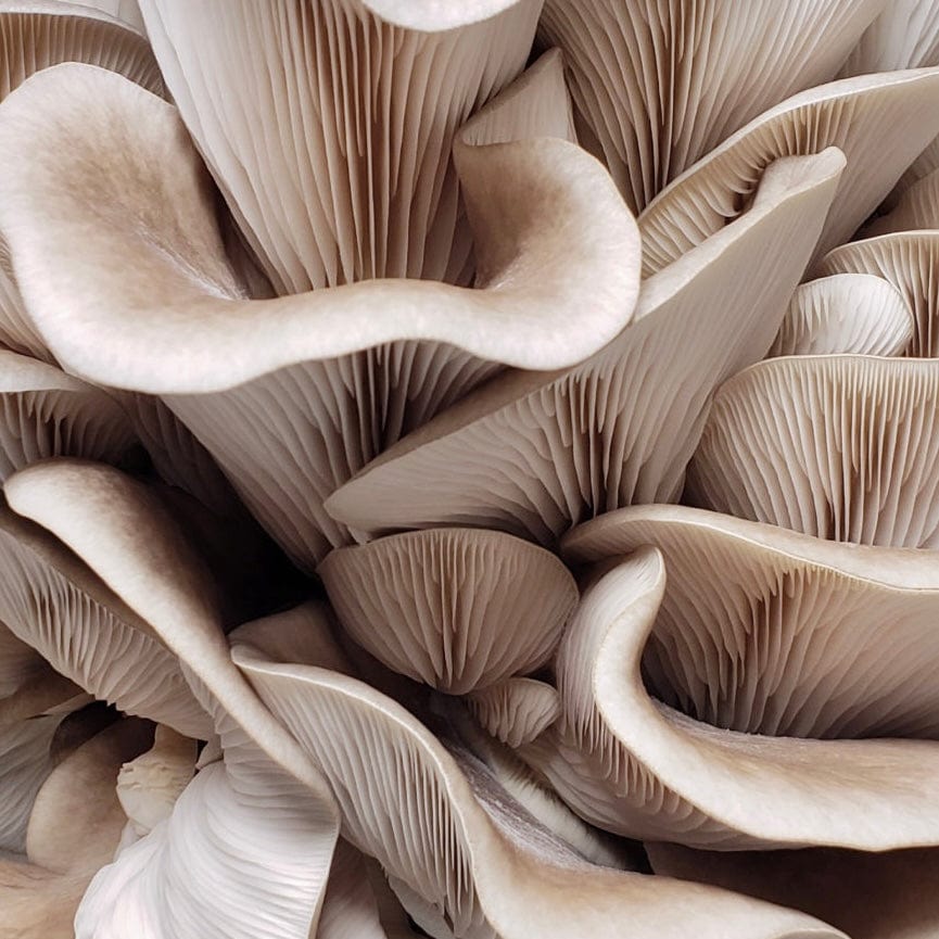 Organic Italian Oyster Mushroom Grow Kit Fruiting Block North Spore