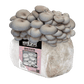 Organic Blue Oyster Mushroom Fruiting Block North Spore