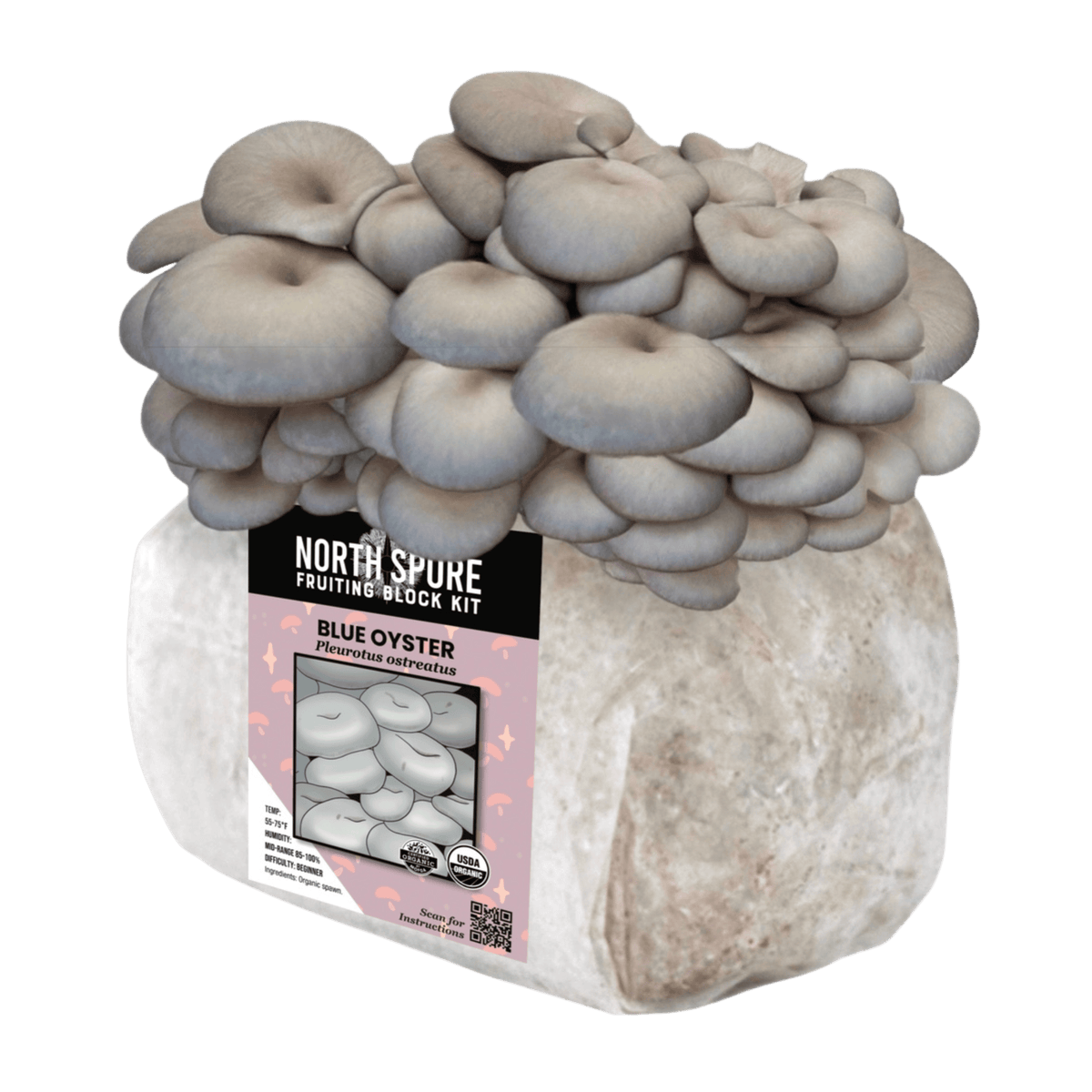 Organic Blue Oyster Mushroom Fruiting Block North Spore