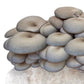 Organic Blue Oyster Mushroom Fruiting Block North Spore
