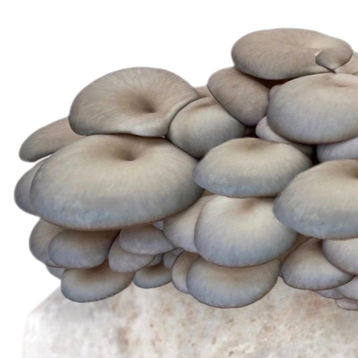 Organic Blue Oyster Mushroom Fruiting Block North Spore