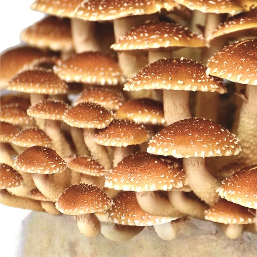 Organic Chestnut Mushroom Grow Kit Fruiting Block North Spore