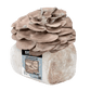 Organic Italian Oyster Mushroom Grow Kit Fruiting Block North Spore