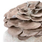 Organic Italian Oyster Mushroom Grow Kit Fruiting Block North Spore