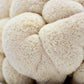 Organic Lion's Mane Mushroom Grow Kit Fruiting Block North Spore