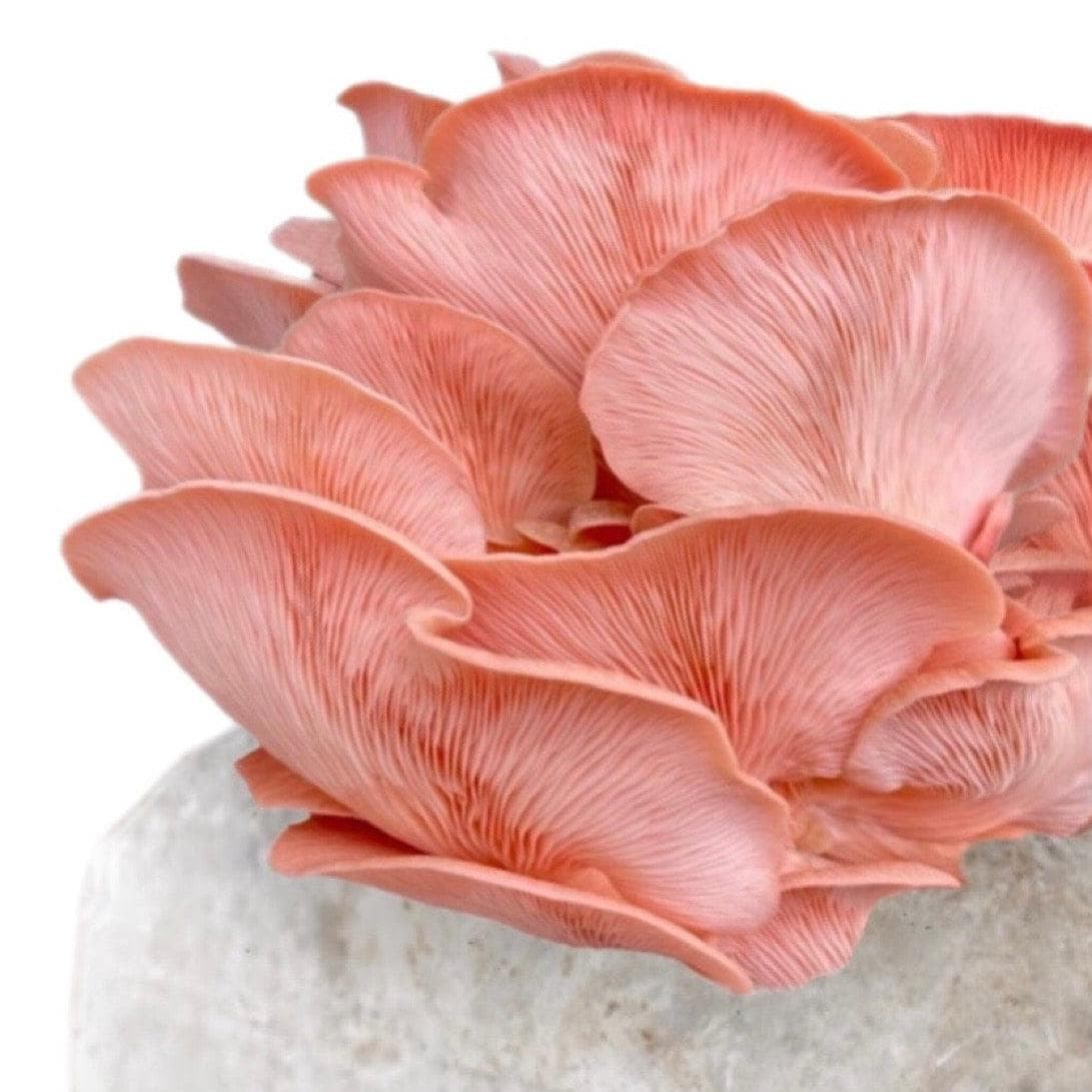 Organic Pink Oyster Mushroom Grow Kit Fruiting Block North Spore