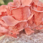 Organic Pink Oyster Mushroom Grow Kit Fruiting Block North Spore