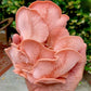 Organic Pink Oyster Mushroom Grow Kit Fruiting Block North Spore