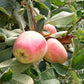 Anna Apple Tree Semi-Dwarf BareRoot Grow Organic