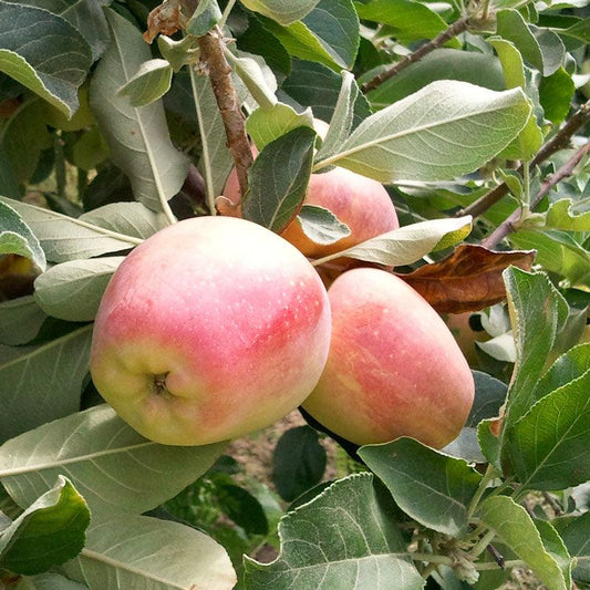 Anna Apple Tree Semi-Dwarf BareRoot Grow Organic