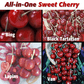 Sweet Cherry, 4 on 1 Multiple Grafted Fruit Tree Grow Organic