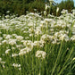 Garlic Chives Seeds (Organic) Peaceful Valley