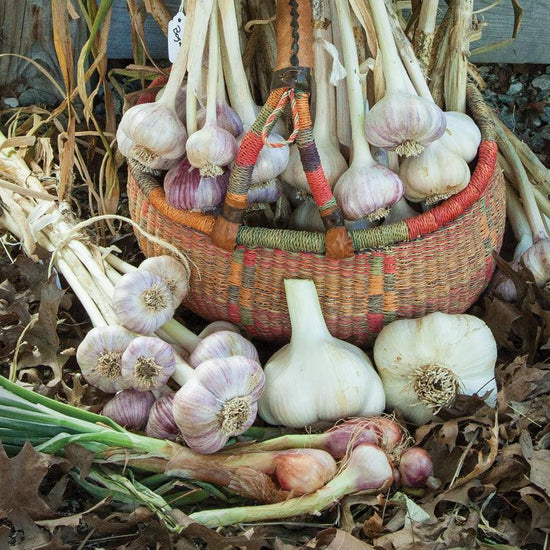Basket of garlic bulbs on a leafy background and shallots