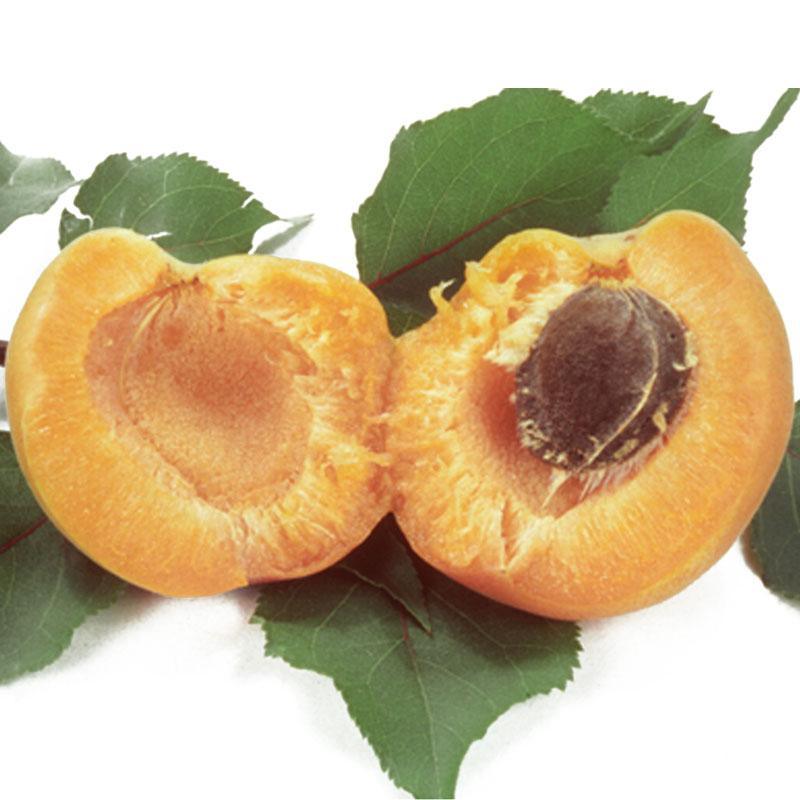 Cot-N-Candy Aprium Tree Grow Organic