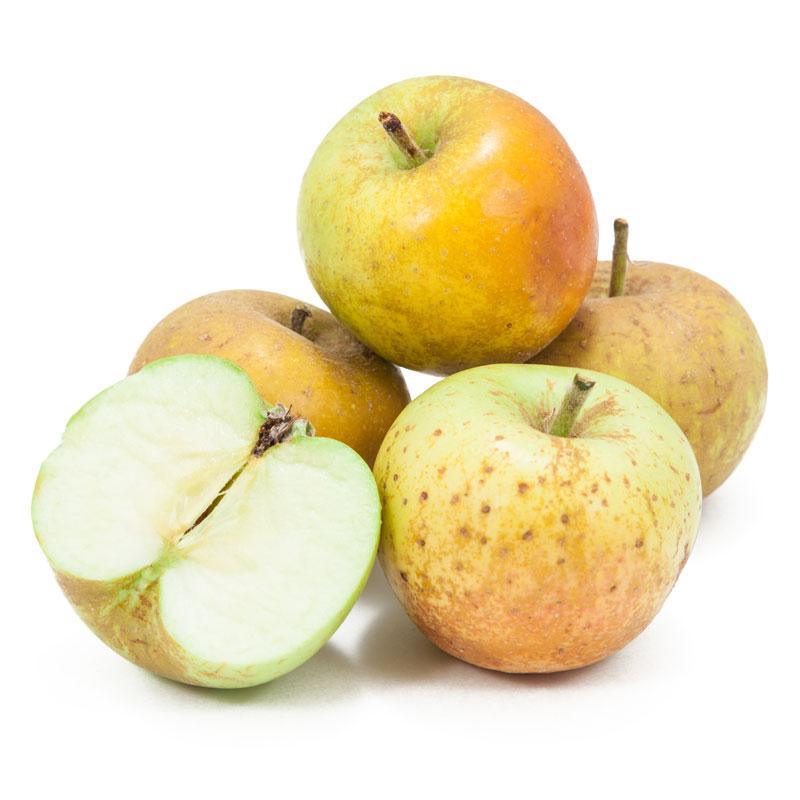 Golden Russet Apple Tree Grow Organic