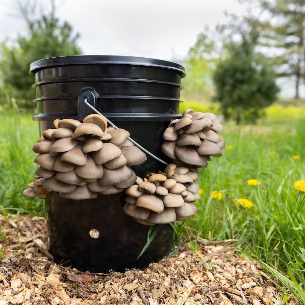 'MushBucket' Mushroom Bucket Grow Kit North Spore