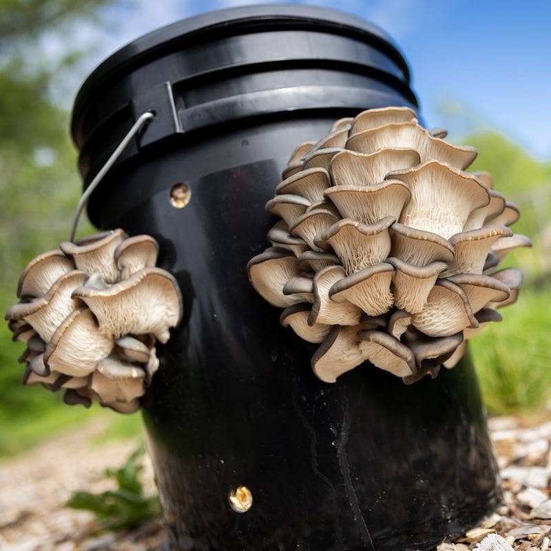 'MushBucket' Mushroom Bucket Grow Kit North Spore