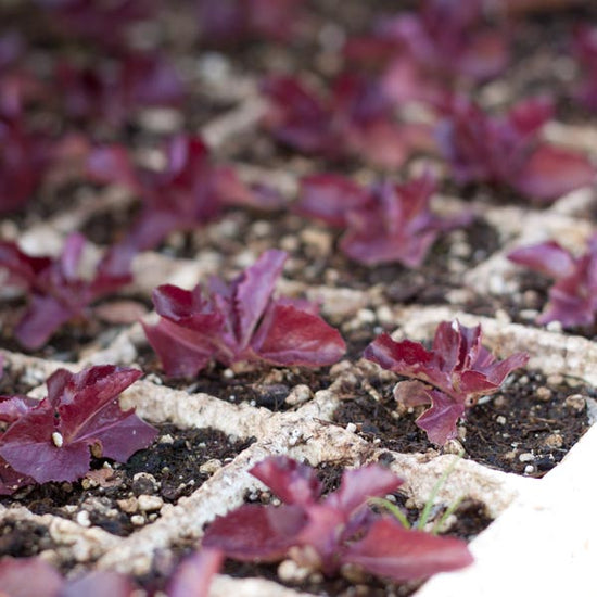 Close-up of purple leafy plants growing in a grid pattern.