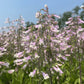 Hairy Beardtongue Seeds (Organic) Hudson Valley Seed Company