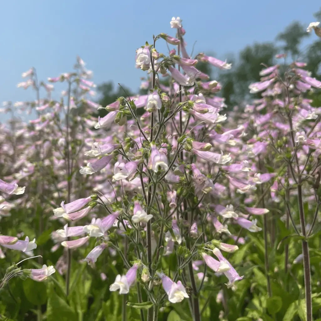 Hairy Beardtongue Seeds (Organic) Hudson Valley Seed Company